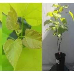 Paprastoji katalpa - Catalpa bignonioides AUREA