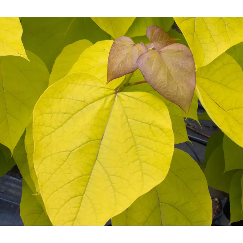 Paprastoji katalpa - Catalpa bignonioides AUREA