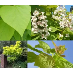 Paprastoji katalpa - Catalpa bignonioides AUREA