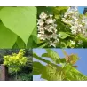 Paprastoji katalpa - Catalpa bignonioides AUREA