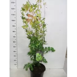 Medžiai ir krūmai internetu su pristatymu į namus visoje Lietuvoje