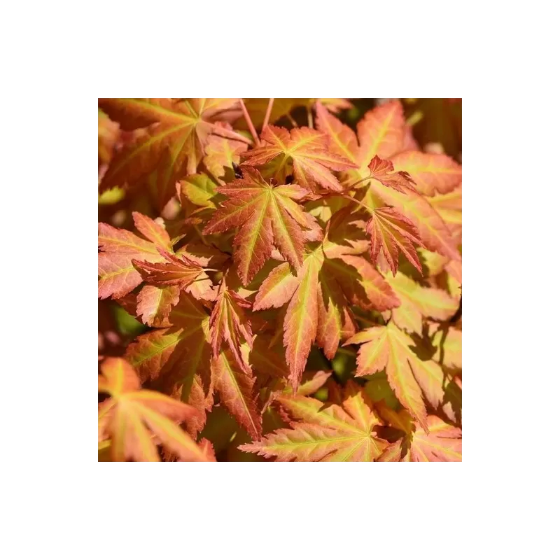 Medžiai ir krūmai internetu su pristatymu į namus visoje Lietuvoje