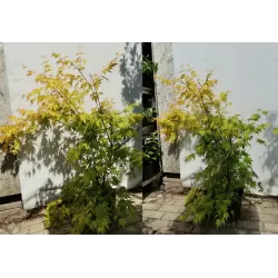 Medžiai ir krūmai internetu su pristatymu į namus visoje Lietuvoje