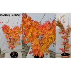 Medžiai ir krūmai internetu su pristatymu į namus visoje Lietuvoje