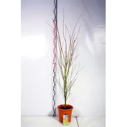 Medžiai ir krūmai internetu su pristatymu į namus visoje Lietuvoje