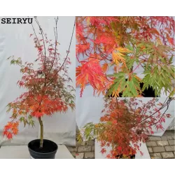 Plaštakinis klevas - Acer palmatum SEIRYU