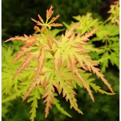 Buy Japanese maple green globe online with home delivery