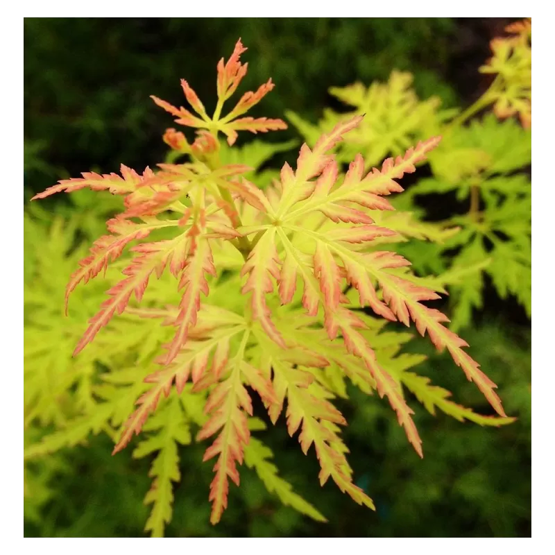 Buy Japanese maple green globe online with home delivery