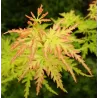Buy Japanese maple green globe online with home delivery