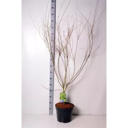 Plaštakinis klevas - Acer palmatum SEIRYU