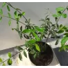 Sparnuotasis ožekšnis - Euonymus alatus CHICAGO FIRE