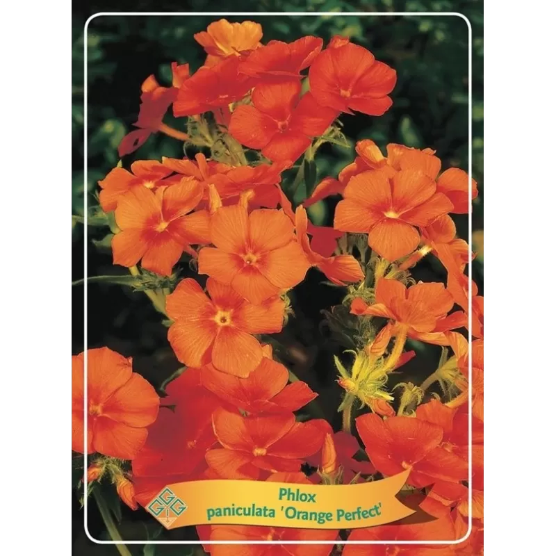 Šluotelinis flioksas - Phlox paniculata ORANGE PERFECT