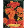 Phlox paniculata ORANGE PERFECT
