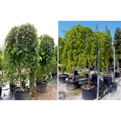 Medžiai vazonuose ir su šaknų gumulu - atsiėmimas medelyne Vitaflora