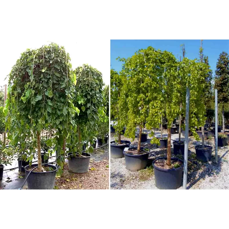 Medžiai vazonuose ir su šaknų gumulu - atsiėmimas medelyne Vitaflora