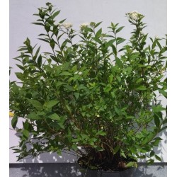 Japoninė lanksva - Spiraea japonica ALBIFLORA