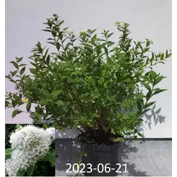 Japoninė lanksva 'Anthony Watereri' - Spiraea bumalda (japonica) 'Anthony Waterer'