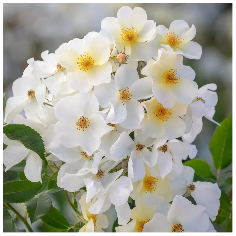 Rožių sodinukai internetu - Kew Gardens (Ausfence)