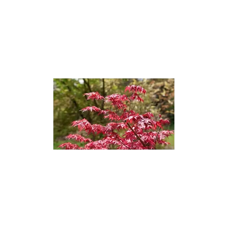 Buy Japanese maple green globe online with home delivery Buy Japanese maple green globe online with home delivery