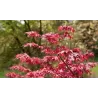 Buy Japanese maple green globe online with home delivery