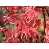 Buy Japanese maple green globe online with home delivery