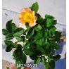 Rožė - Rosa MORDEN SUNRISE