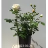 Rožė - ROSA NYE BEVAN ®