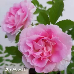 Rožė - Rosa MARTIN FROBISHER ®