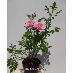 Rožė - Rosa MARTIN FROBISHER ®
