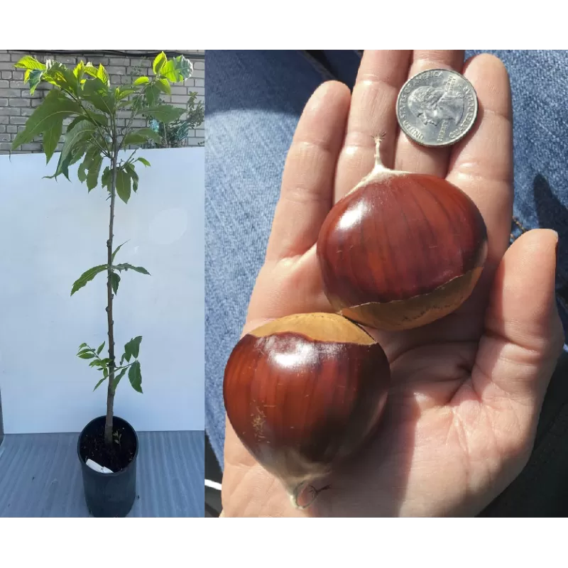 E-medelynas internete: vaismedžiai ir vaiskrūmiai