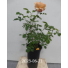 Rožė - Rosa SONNENWELT ®