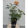 Rožė - Rosa SONNENWELT ®