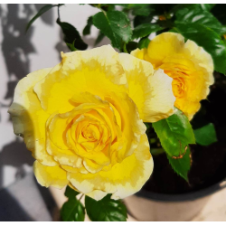 Rožė - Rosa LICHTKONIGIN LUCIA ®