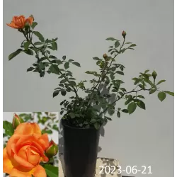 Rosa LADY OF SHALOTT ®