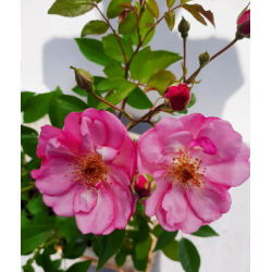 Rožė - Rosa LAVENDER MEIDILAND ®