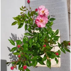 Rožių sodinukai internetu su pristatymu į namus