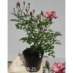 Rožių sodinukai internetu su pristatymu į namus