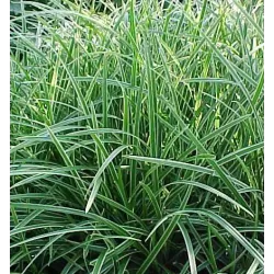 Carex morrowii ICE DANCE