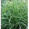 Carex morrowii ICE DANCE