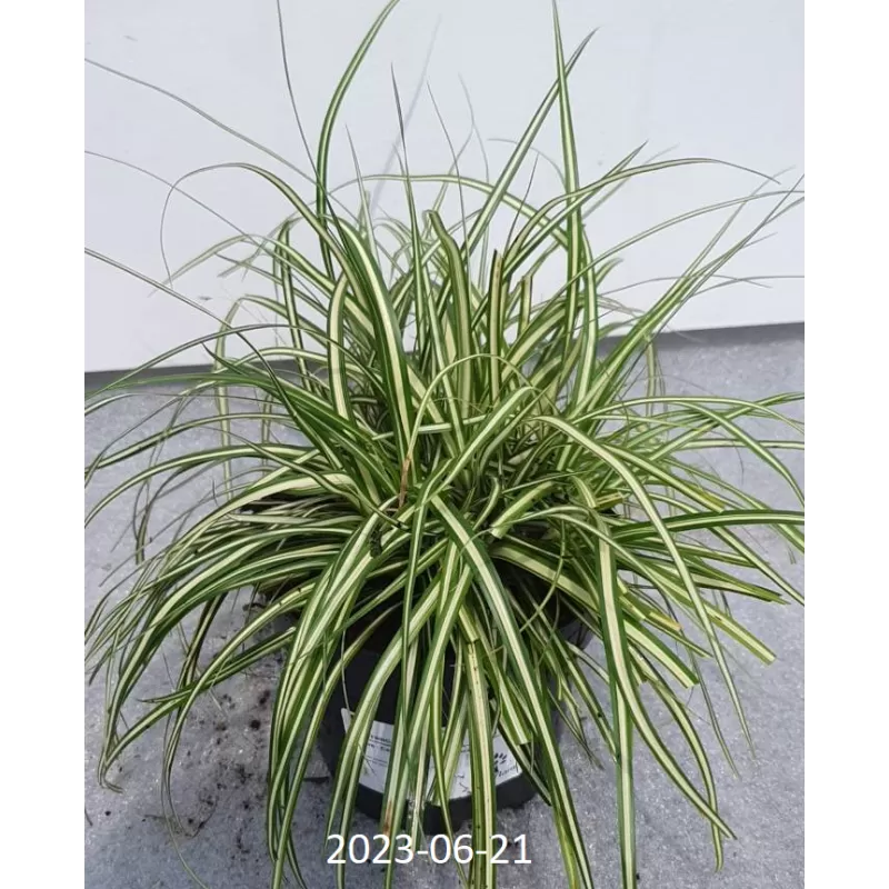 Carex morrowii ICE DANCE