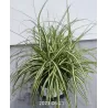 Carex morrowii ICE DANCE