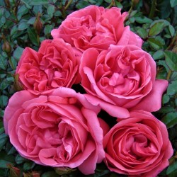 Rosa LA ROSE DE MOLINARD ®