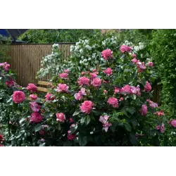 Rožė - Rosa LA ROSE DE MOLINARD ®