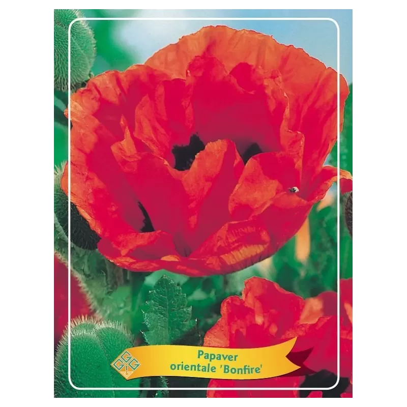 Poppy - Papaver orientale Bonfire