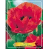 Aguona - Papaver orientale BONFIRE