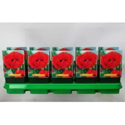 Aguona - Papaver orientale BONFIRE