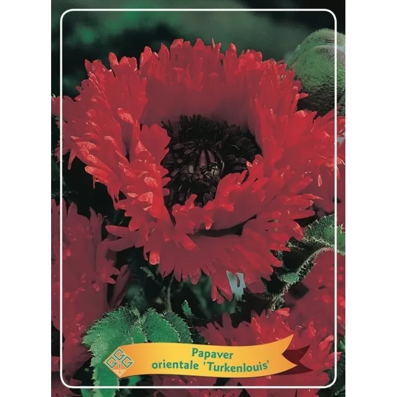 Papaver orientale TURKENLOUIS