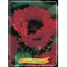 Papaver orientale TURKENLOUIS
