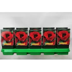 Papaver orientale TURKENLOUIS