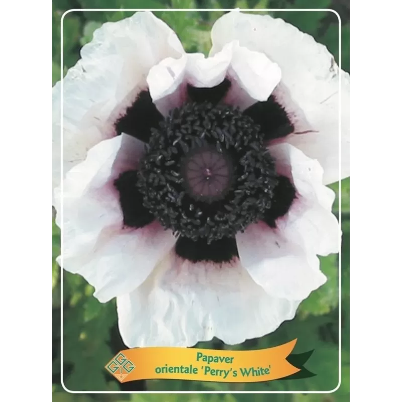 Papaver orientale PERRYS WHITE